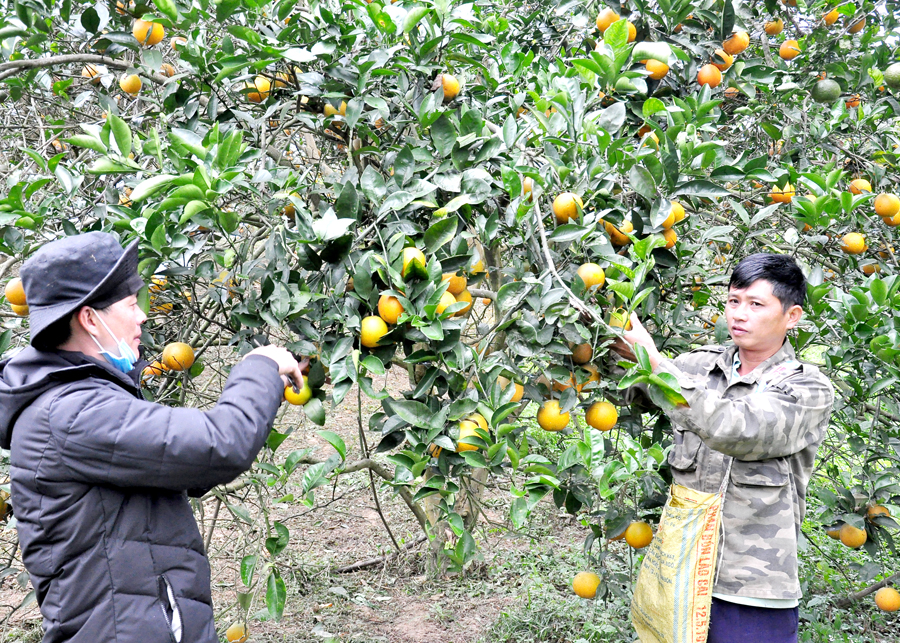 Người dân thôn Thọ Quang, xã Vĩnh Hảo thu hái cam Vàng.
