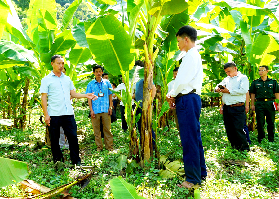 Phó Bí thư Thường trực Huyện ủy, Chủ tịch HĐND huyện Lù Văn Chung thăm vườn mận Máu xã Chiến Phố.
