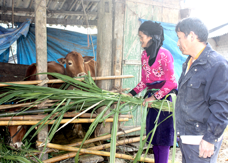 Người dân thôn Nậm Lương, xã Quyết Tiến chủ động che chắn chuồng trại cho gia súc trong mùa Đông.

