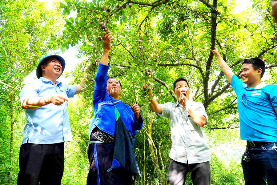 Phó Bí thư Thường trực Huyện ủy, Chủ tịch HĐND huyện Lù Văn Chung thăm vườn mận Máu xã Chiến Phố.