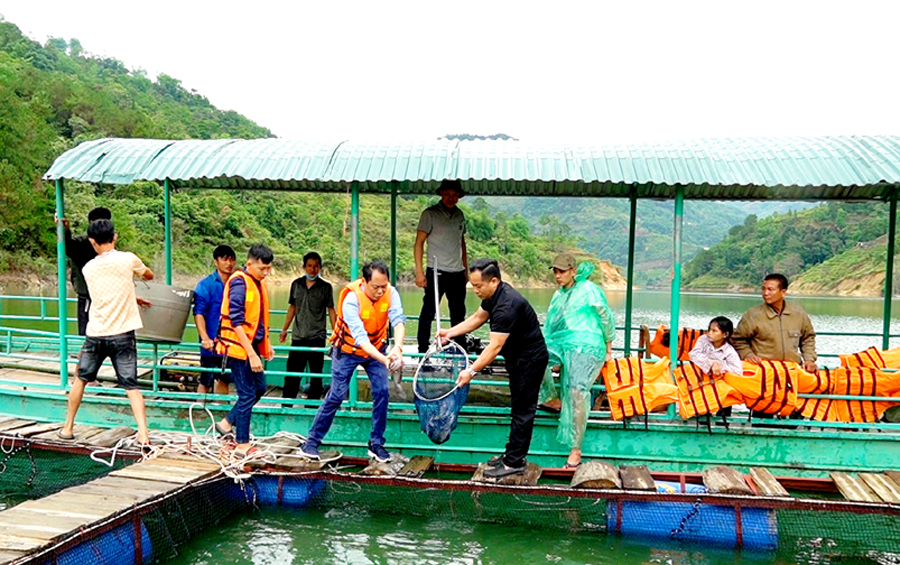 Mô hình nuôi cá lồng trên lòng hồ Thủy điện sông Chảy 3 đem lại hiệu quả kinh tế cao.