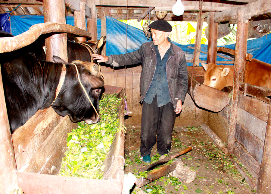 Người dân xã Tả Lủng chủ động che chắn chuồng trại, chuẩn bị thức ăn, đảm bảo giữ ấm cho gia súc.