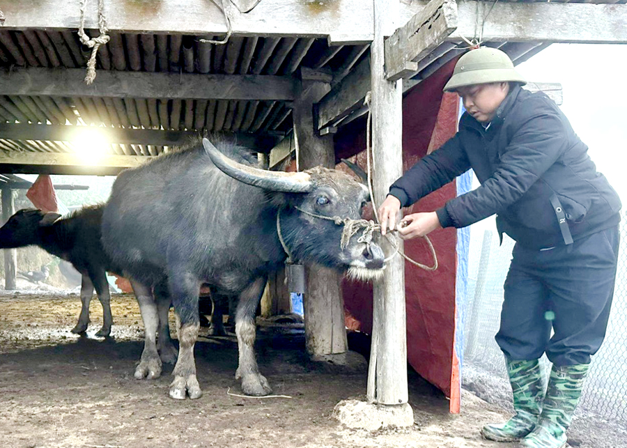 Anh Bồn Văn Lâm, Trưởng thôn Nhìu Sang nuôi trâu sinh sản cho thu nhập ổn định.
