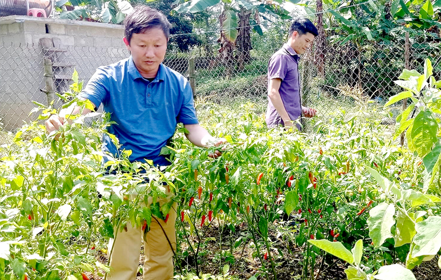 Người dân thị trấn Yên Minh cải tạo vườn tạp sang trồng các loại cây rau màu, mang lại thu nhập thường xuyên. 