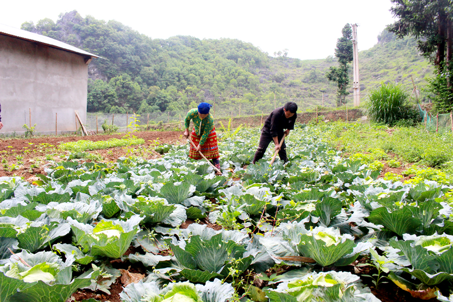 Người dân thôn Lùng Lú, thị trấn Đồng Văn có thu nhập ổn định từ chuyển đổi trồng ngô sang trồng các loại rau màu.
										 Ảnh: MY LY
