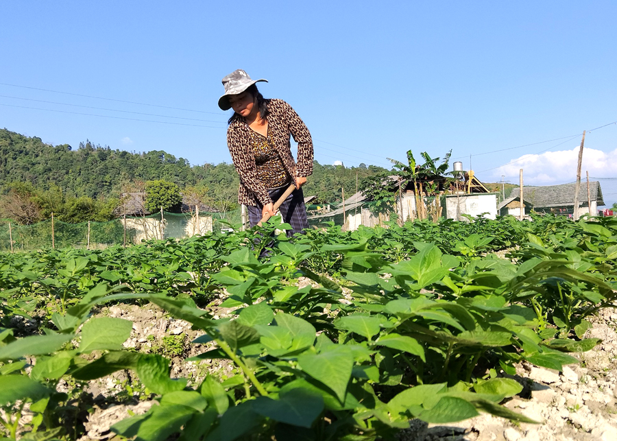 Người dân thôn Bản Thăng, xã Tùng Vài chăm sóc cây khoai tây.
