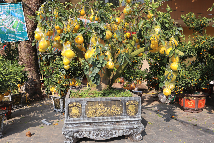 Mức giá quất bonsai dao động từ 300 – 400 nghìn đồng; cây cam canh có giá khoảng 3 triệu; cây bưởi to dao động từ 22 – 25 triệu đồng tùy vào độ đẹp và nhu cầu thay chậu của khách hàng