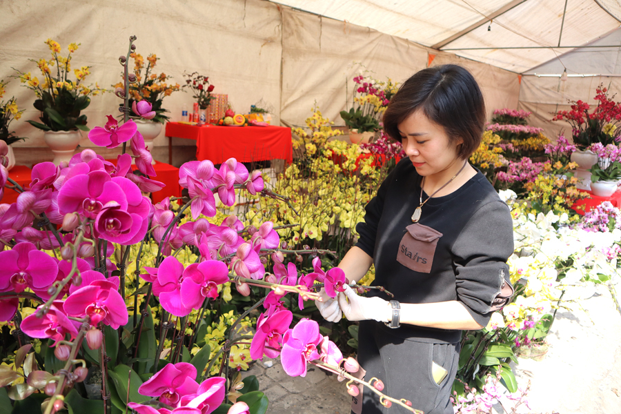 Chị Nguyễn Thị Phương, chủ một tiệm hoa lan cho biết: “Năm nay, giá lan hồ điệp tăng nhẹ, dao động từ 200 – 220 nghìn đồng/ cành”