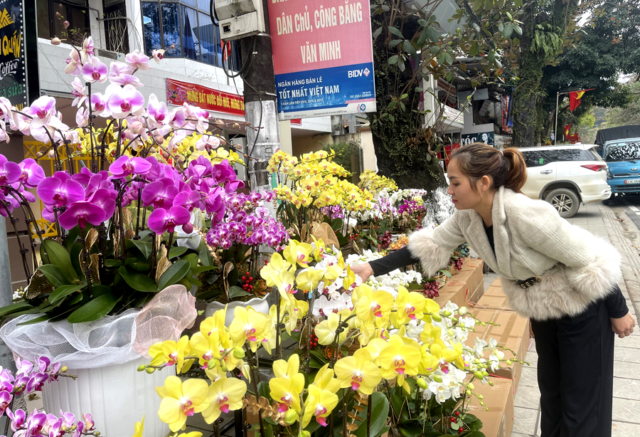 Quầy bán hoa lan tại phường Nguyễn Trãi (TPHG). ảnh. QH