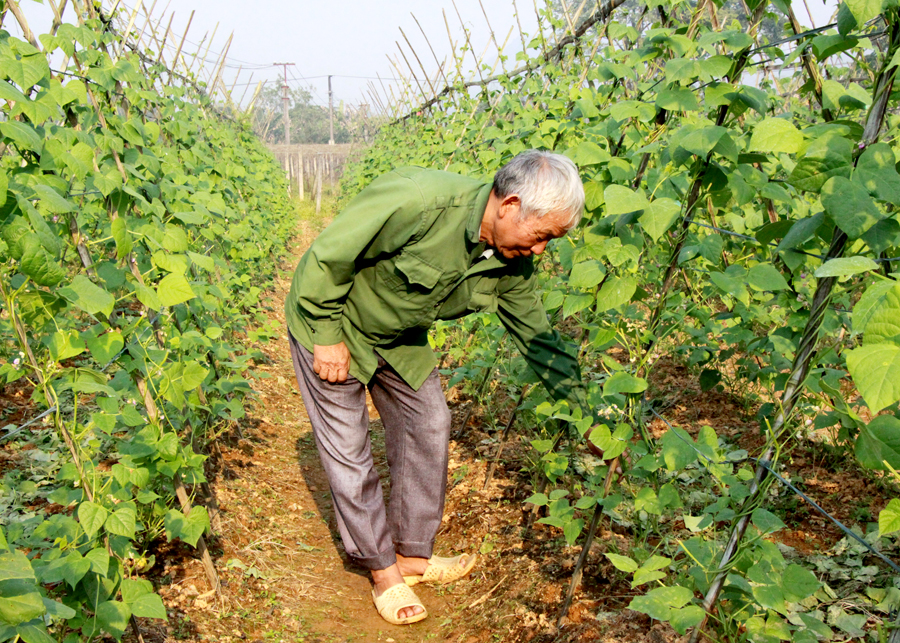 Gia đình ông Lã Thanh Hoạt, tổ 11, thị trấn Nông trường Việt Lâm (Vị Xuyên) trồng rau chuyên canh hàng hóa cho thu nhập ổn định.