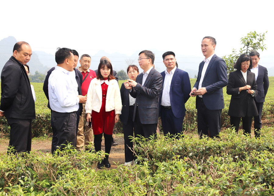 Đoàn đại biểu CQND châu Văn Sơn khảo sát tình hình sản xuất chè tại Công ty Cổ phần Chè Hùng An.