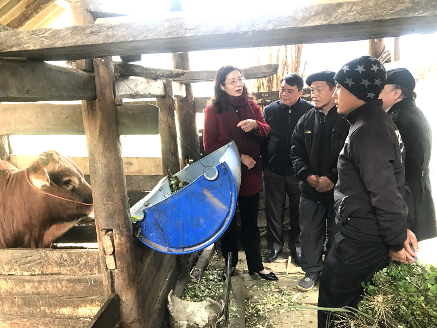 Phó Chủ tịch UBND tỉnh Hà Thị Minh hạnh kiểm tra dự án hỗ trợ chăn nuôi bò sinh sản tại xã Sà Phìn.
