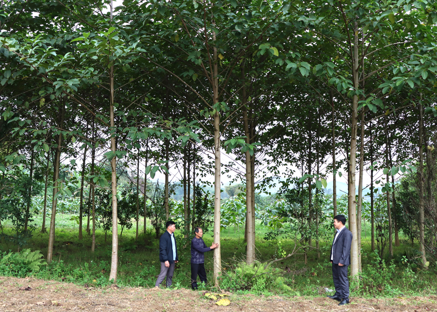 Anh Hoàng Xuân Lục (giữa), thôn Trung Tâm, xã Bằng Hành (Bắc Quang) chia sẻ kinh nghiệm trong chăm sóc cây Gáo vàng.
