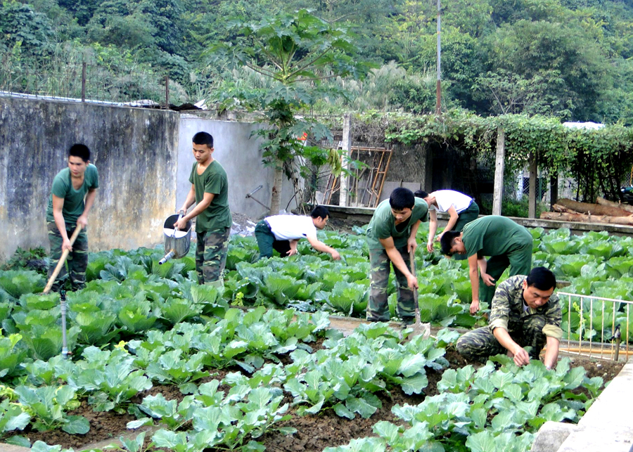 Cán bộ, chiến sĩ Đồn Biên phòng Cửa khẩu Quốc tế Thanh Thủy chăm sóc vườn rau xanh.
