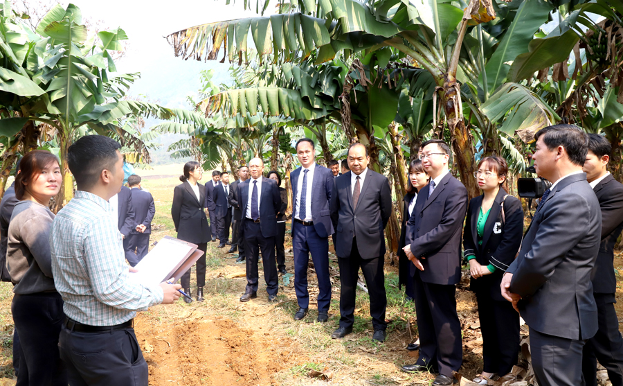Đoàn đại biểu Chính quyền nhân dân châu Văn Sơn khảo sát mô hình trồng chuối tại xã Phong Quang.
