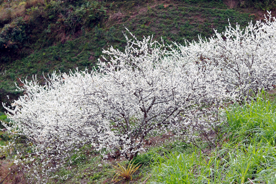 Những vườn mận trắng tinh khôi bung nở khắp các triền đồi trên Cao nguyên đá.

