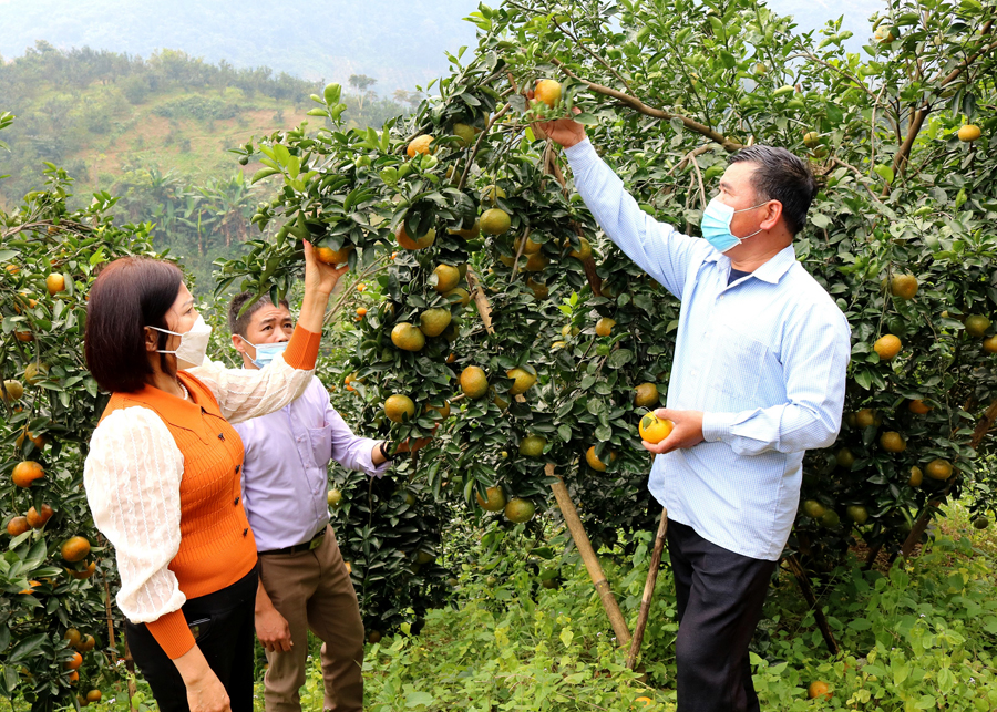 Cán bộ Trung tâm Khuyến nông tỉnh hướng dẫn người dân Bắc Quang kỹ thuật chăm sóc cam.