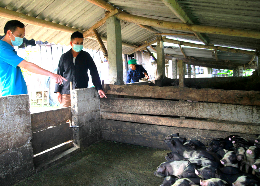 Người dân xã Đông Minh (Yên Minh) phát triển chăn nuôi vươn lên thoát nghèo bền vững.
