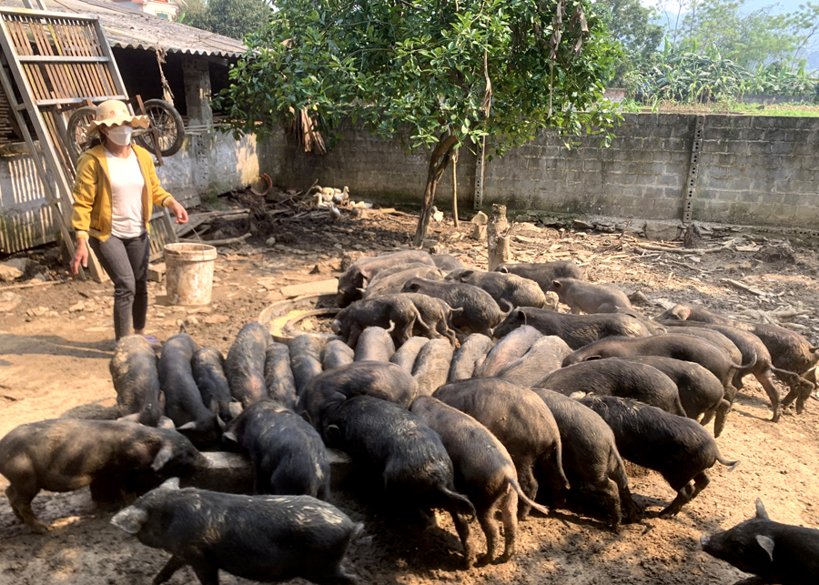Người dân xã Linh Hồ nuôi lợn đen bản địa cho thu nhập cao.
