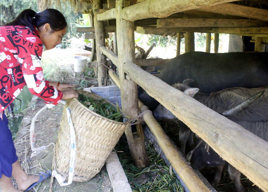 Người dân thôn Bản Qua 2, xã Tân Tiến (Hoàng Su Phì) chăn nuôi trâu sinh sản đem lại thu nhập ổn định.