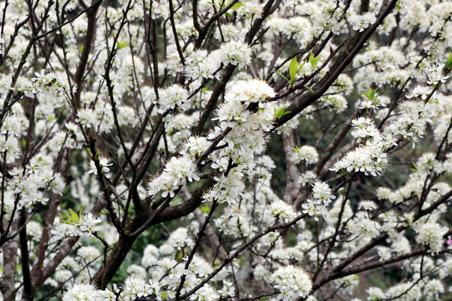 Những cành hoa mận trắng lung linh trong nắng Xuân.
