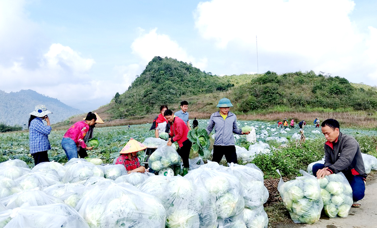 Mô hình liên kết trồng rau Bắp cải trái vụ đem lại thu nhập cao cho người dân xã Tùng Vài.
