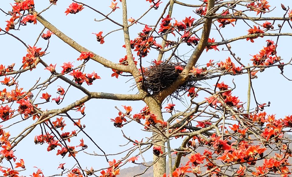 Một cây gạo bên con đường từ Mèo Vạc về Yên Minh (Hà Giang) được chim muông chọn làm nơi xây tổ ấm.
