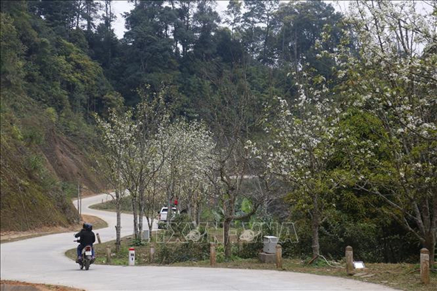 Hằng năm, vào dịp đầu tháng 3, hoa lê lại nở trắng trên mảnh đất vùng cao xã Hồng Thái.
