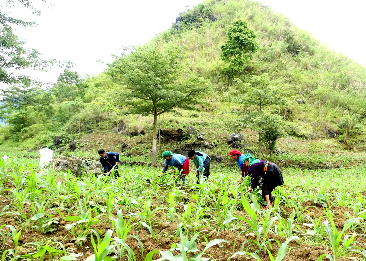 Người dân Yên Minh chăm sóc cây ngô vụ Xuân
