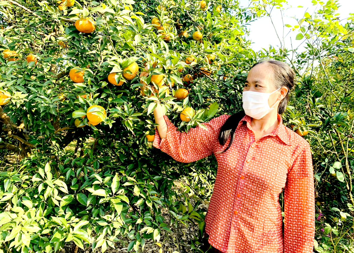 Niềm vui của chị Gấm bên vườn cam Đường canh trĩu quả.