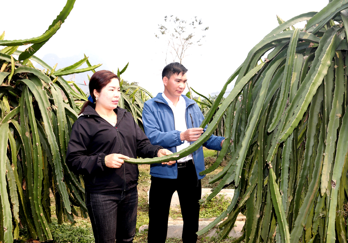 Gia đình anh Đỗ Xuân Liêm kiểm tra sự phát triển của cây Thanh long ruột đỏ.