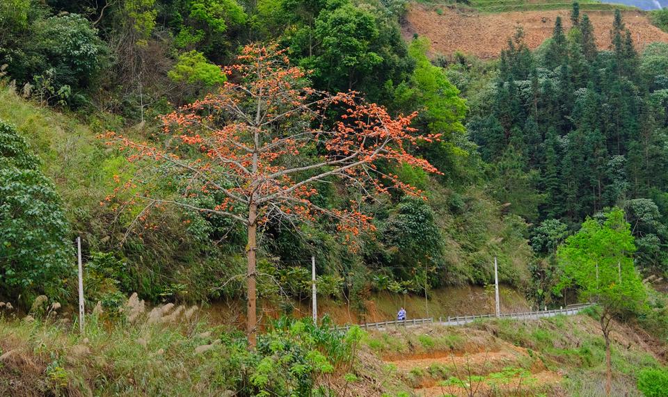 Từ TP Hà Giang đi theo Quốc lộ 4C lên với 4 huyện vùng cao núi đá (Quản Bạ, Yên Minh, Đồng Văn, Mèo Vạc) sẽ dễ dàng bắt gặp những cây hoa gạo mọc ven đường.