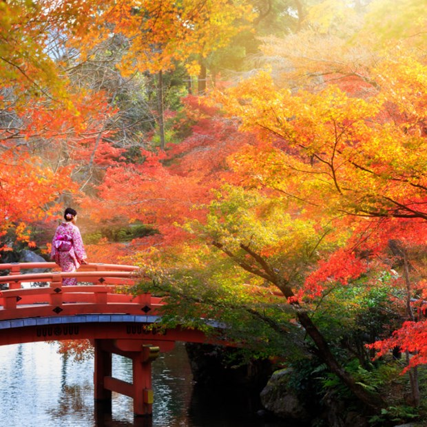 Khung cảnh cầu gỗ giữa rừng cây mùa thu đẹp tuyệt vời tại một công viên ở Kyoto, Nhật Bản.