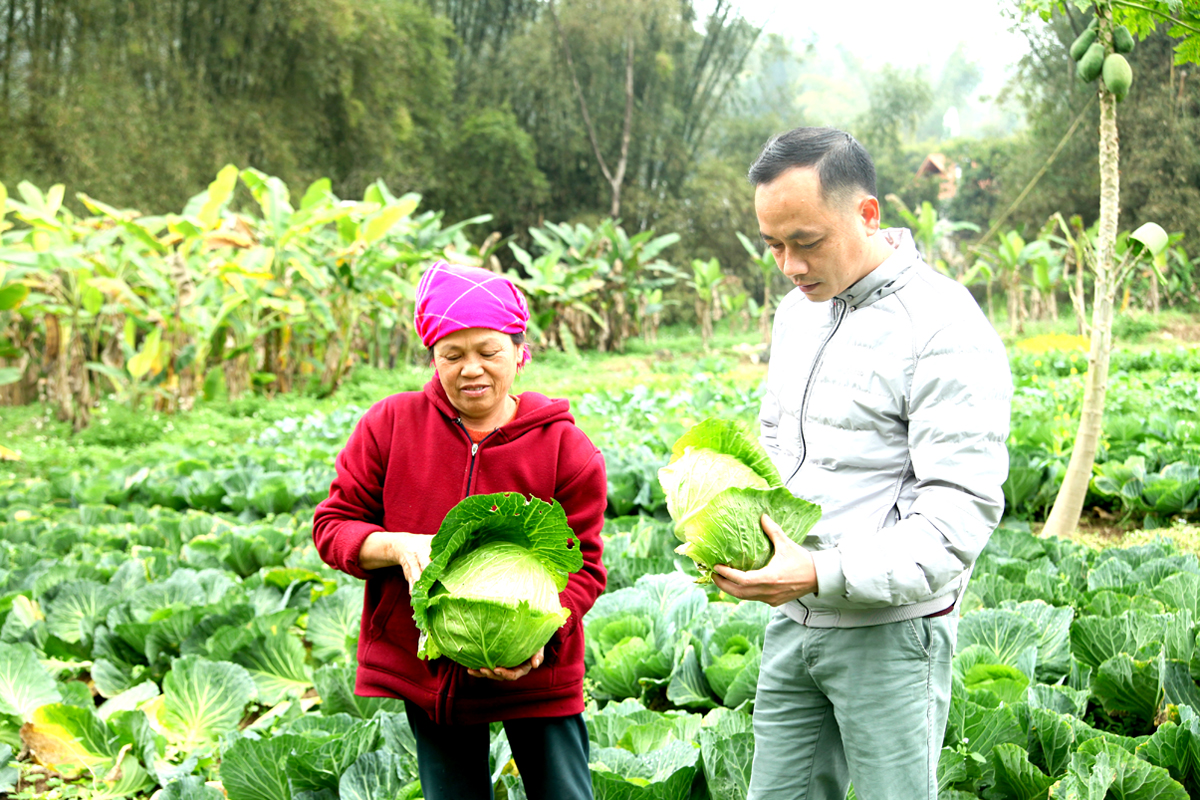 Cán bộ nông nghiệp thị trấn Yên Minh kiểm tra định kỳ cây rau màu không để sâu bệnh hại.
