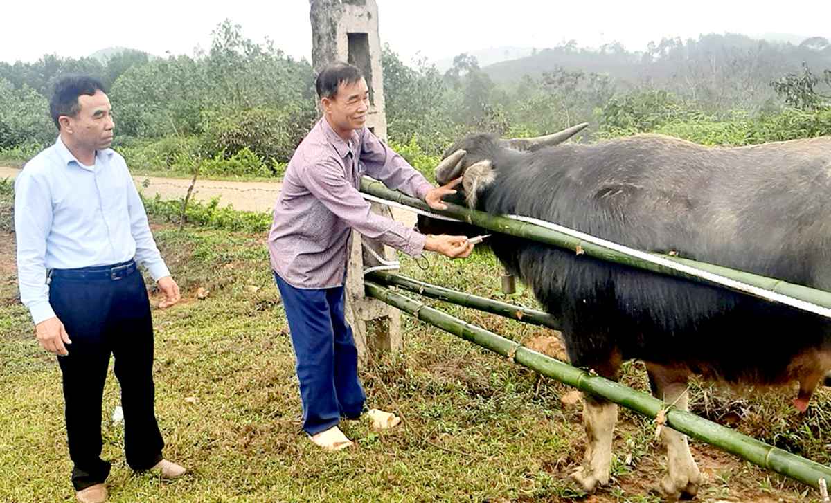 Cán bộ Thú y huyện Bắc Quang hướng dẫn người dân tiêm phòng cho trâu.
