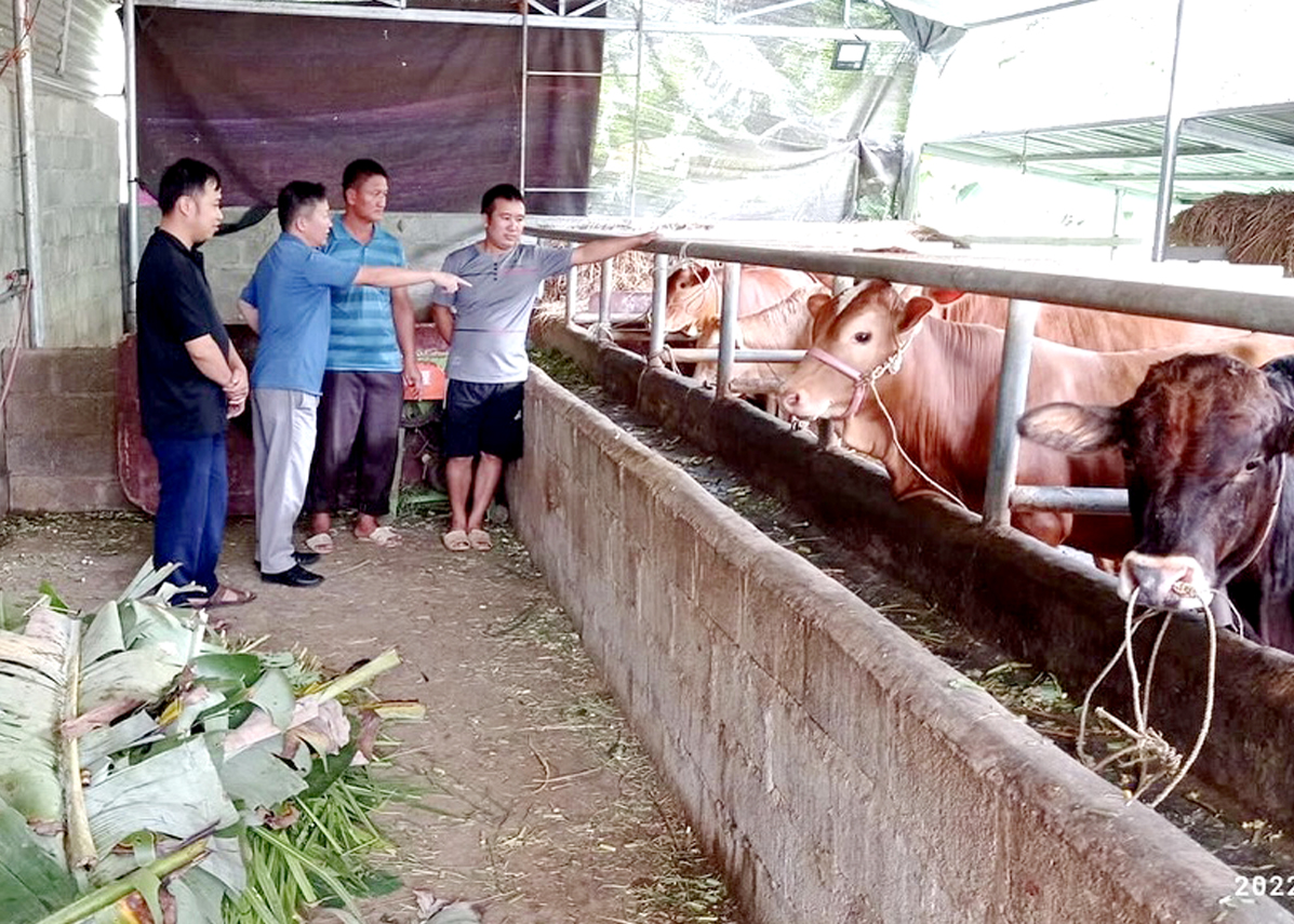 Gia trại chăn nuôi bò của anh Ly Mí sình, thôn Nà Tậu đem lại thu nhập khá cho gia đình.
