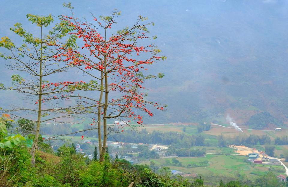Trên đoạn đường từ xã Cán Tỷ đến xã Đông Hà của huyện Quản Bạ, bằng một cách nào đó những cây hoa gạo mọc thẳng tắp dọc triền sông Miện. Màu đỏ rực của hoa kết hợp với màu xanh của nước, xanh của cây rừng đã tạo thành một bức tranh thiên nhiên kỳ vĩ.
