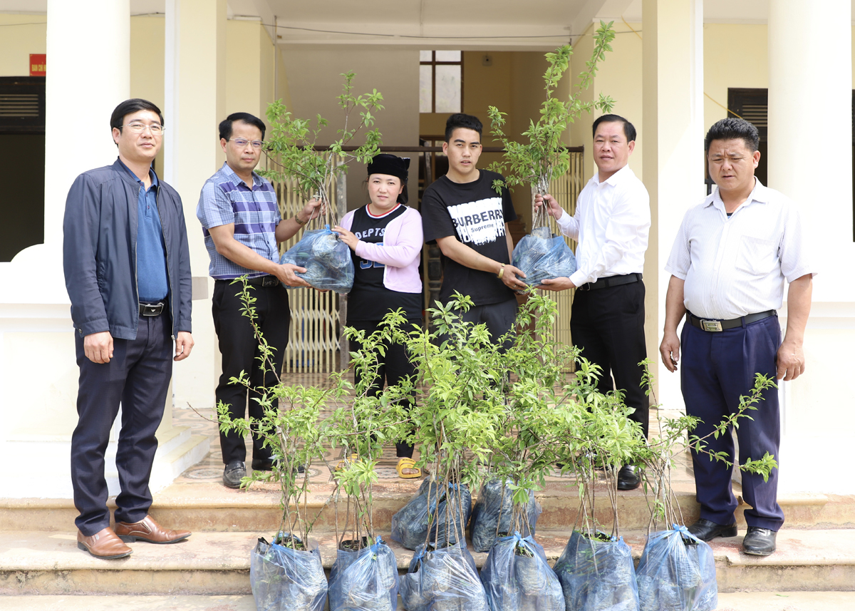 Đồng chí Mai Ngọc Quỳnh cùng lãnh đạo xã Sủng Cháng trao cây mận Tam hoa cho các hộ
