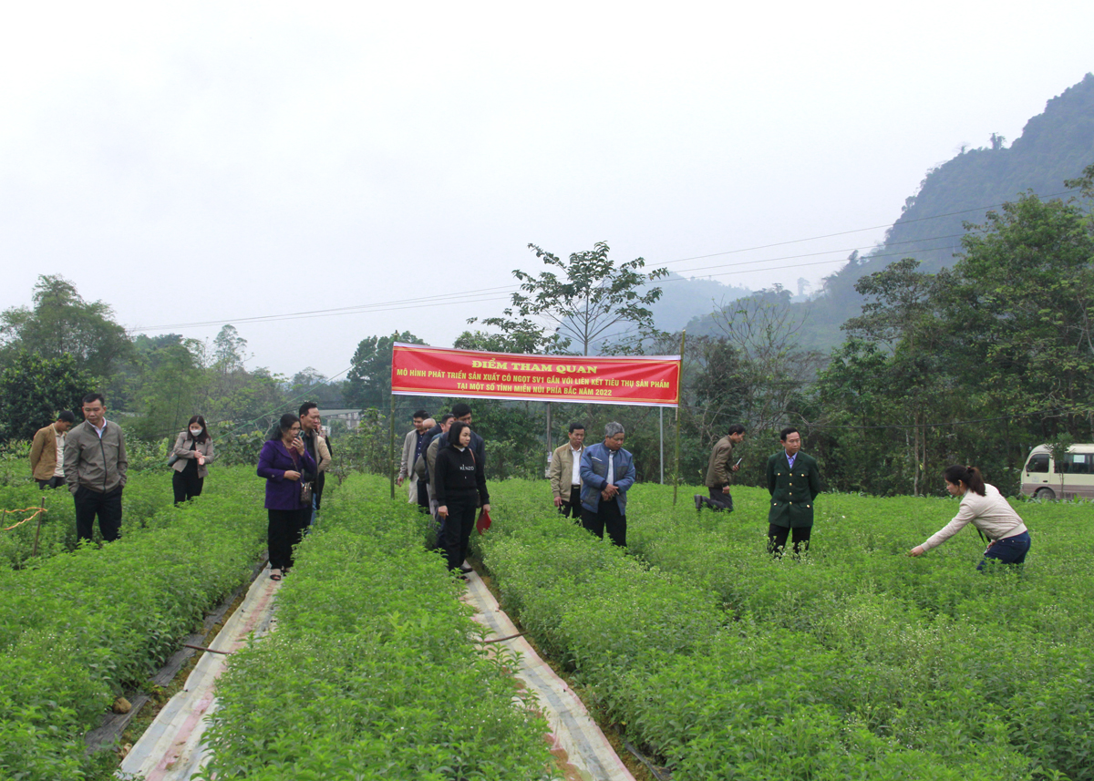Các đại biểu tham quan mô hình phát triển sản xuất cỏ ngọt SV1 tại xã Việt Lâm (Vị Xuyên).
