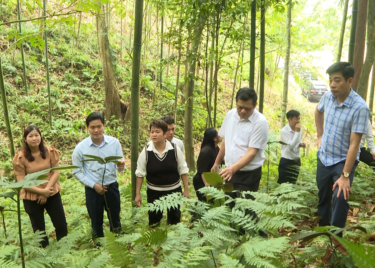 Đoàn công tác thăm diện tích cây lá khôi nhung của HTX Dược liệu Sơn Ý, xã Đạo Đức.
