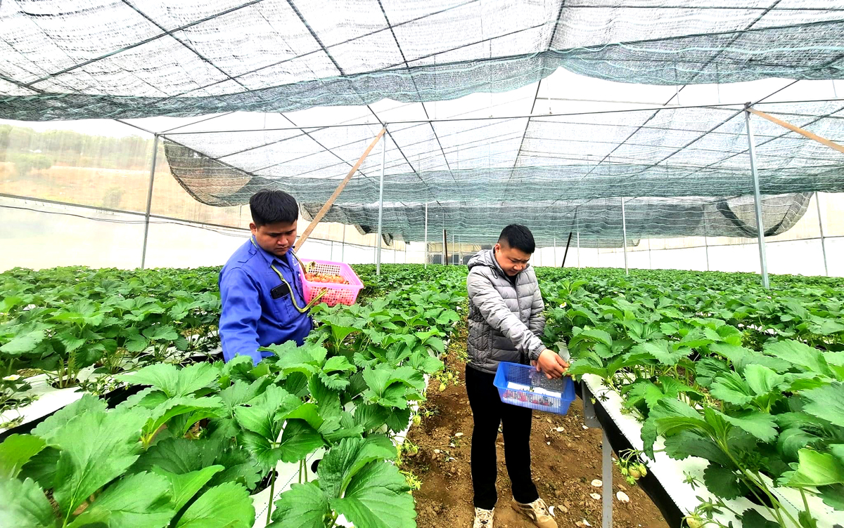 Phát triển mô hình trồng dâu tây giúp Hợp tác xã tiểu thủ công nghiệp 3-2, thị trấn Mèo Vạc (Mèo Vạc) tạo việc làm và thu nhập cho người dân địa phương.
						Ảnh: KIM TIẾN
