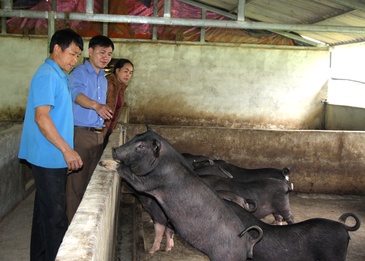 Mô hình chăn nuôi lợn đen của anh Ly Văn Bình, thôn Tùng Nùn, xã Lùng Tám
