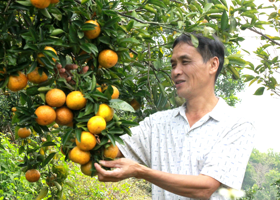 Gia đình ông Nguyễn Thanh Tuấn, thôn Thượng Bằng, xã Bằng Lang trồng cam theo tiêu chuẩn VietGAP.