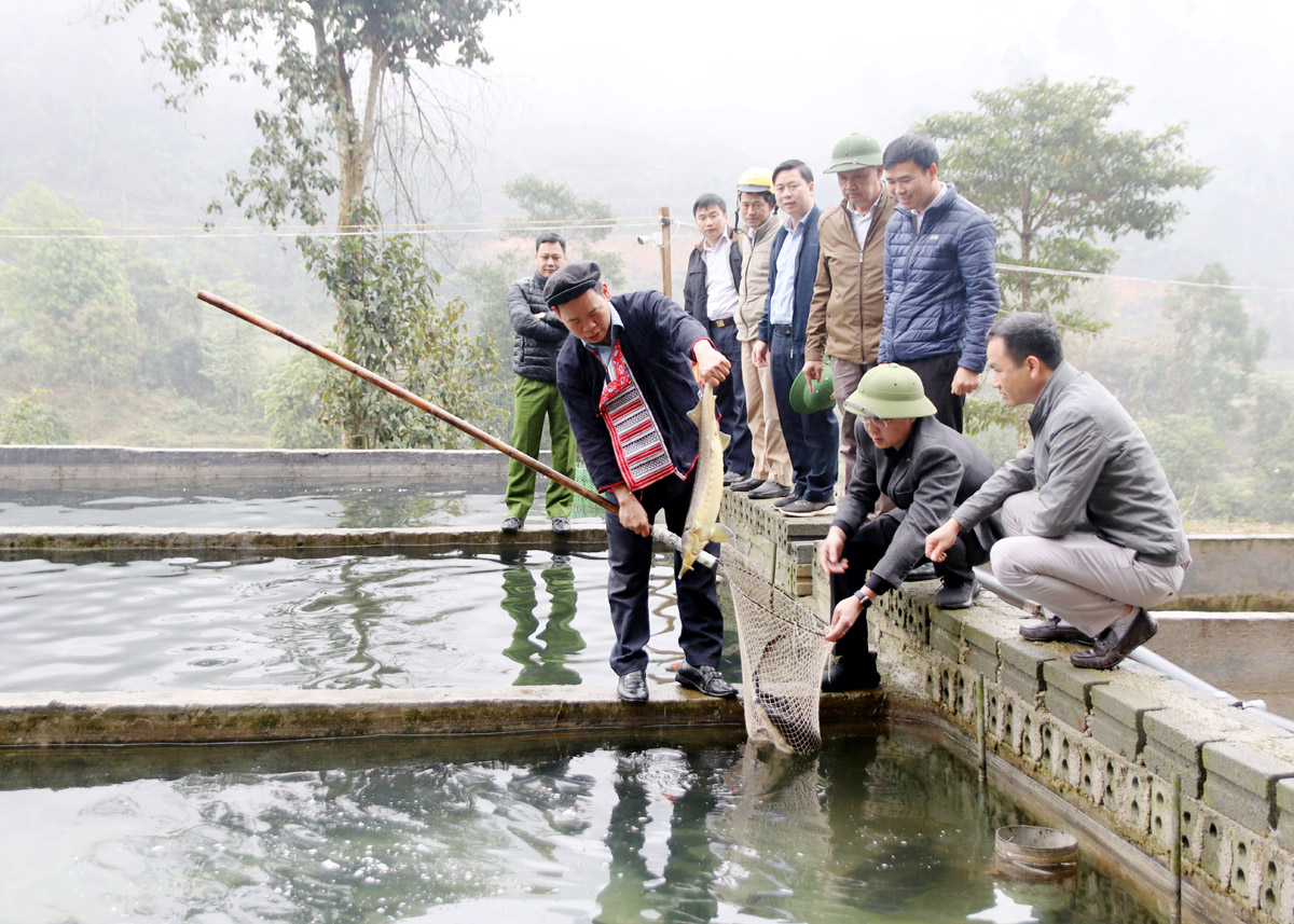 Ông Triệu Chàn Loàng (người cầm cá) là người đầu tiên ở Nậm An nuôi cá nước lạnh, mang lại hiệu quả kinh tế cao.