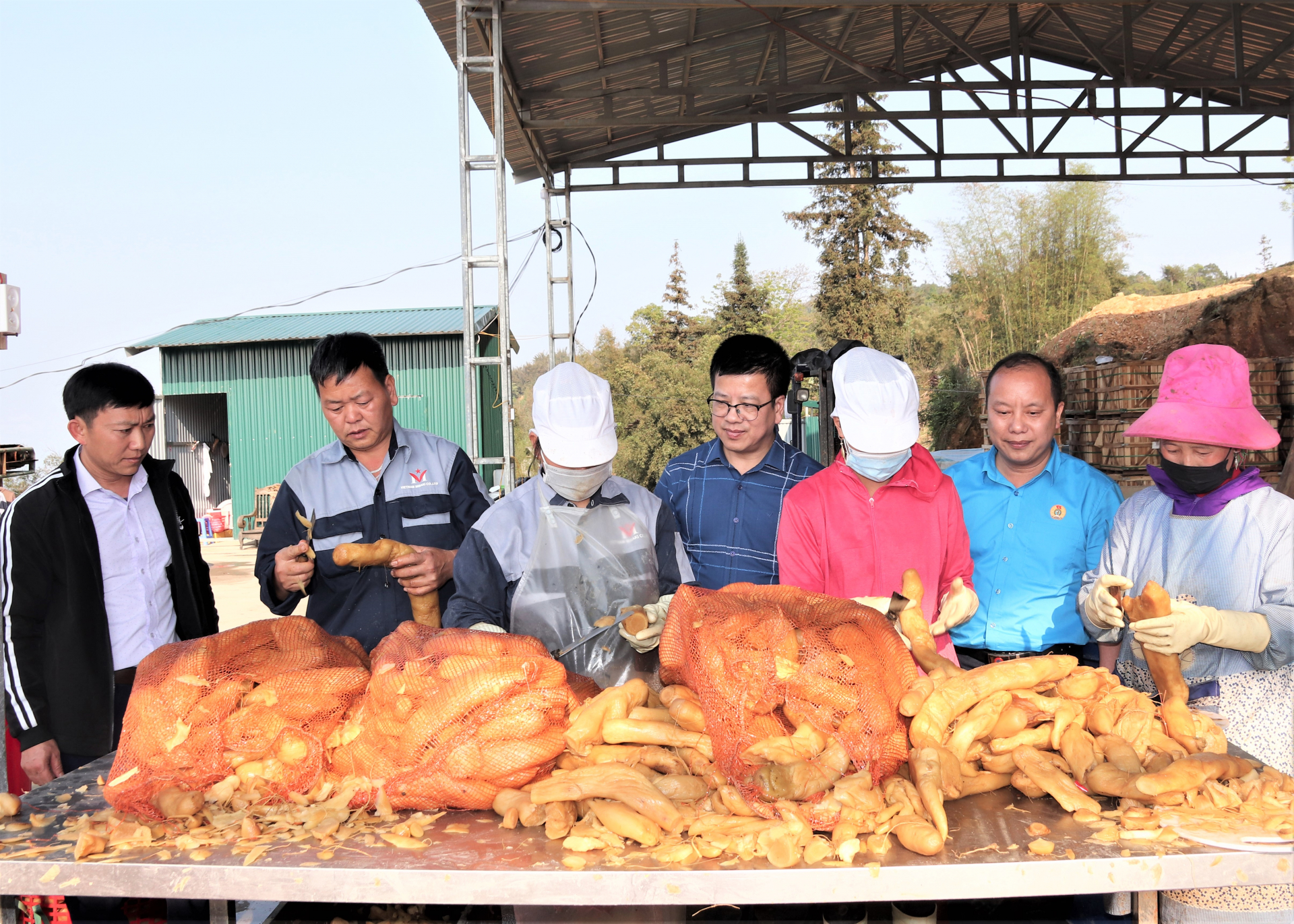 Tổng Biên tập Báo Hà Giang Nguyễn Trung Thu khảo sát hoạt động sơ chế củ cải phục vụ xuất khẩu của Hợp tác xã Nông sản Xín Mần Misaki.