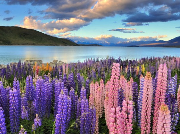 “Thiên đường” hoa Lupin bên hồ Tekapo là một trong những lý do khiến khách du lịch phải lòng New Zealand.