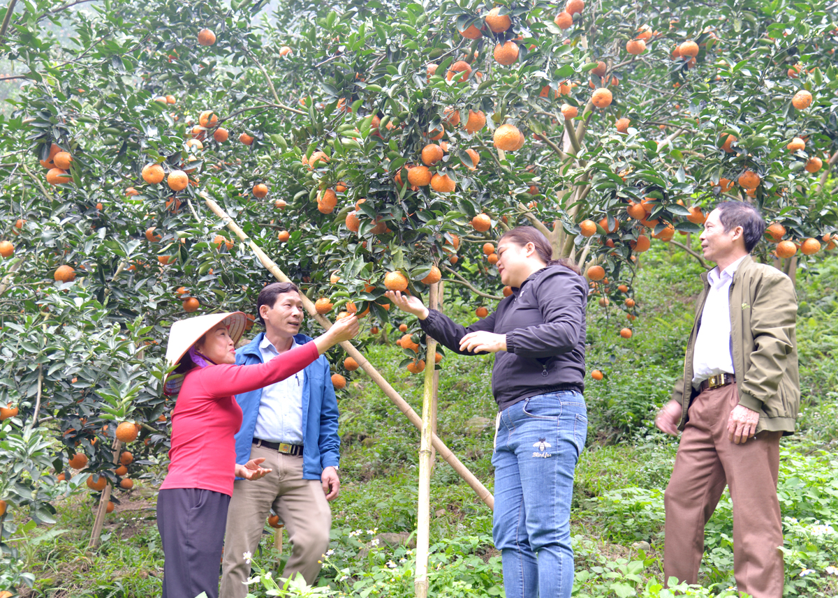 Các hội viên tham gia mô hình thâm canh cam theo chuỗi giá trị tại xã Hương Sơn kiểm tra quả cam trước khi thu hoạch.