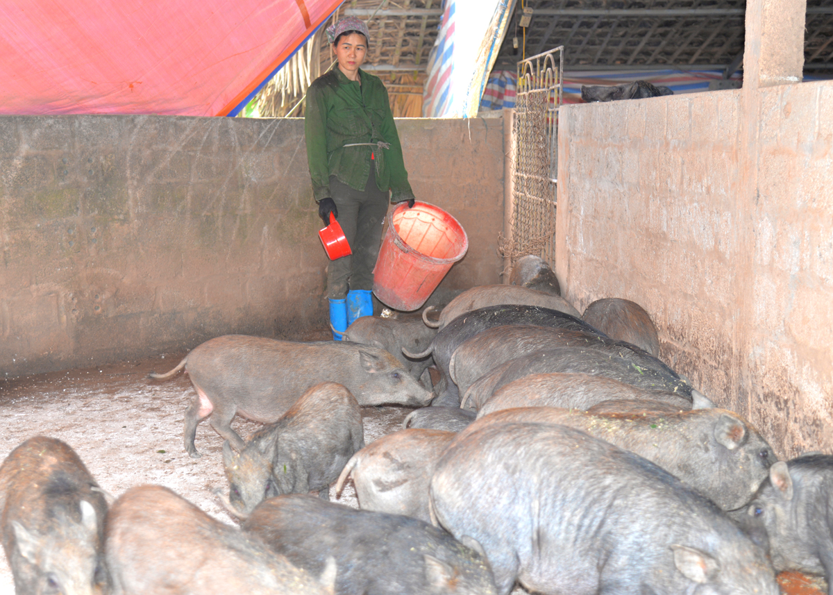 Mô hình nuôi lợn rừng của hộ anh Nông Văn Huynh, thôn Thượng, xã Bằng Lang.
