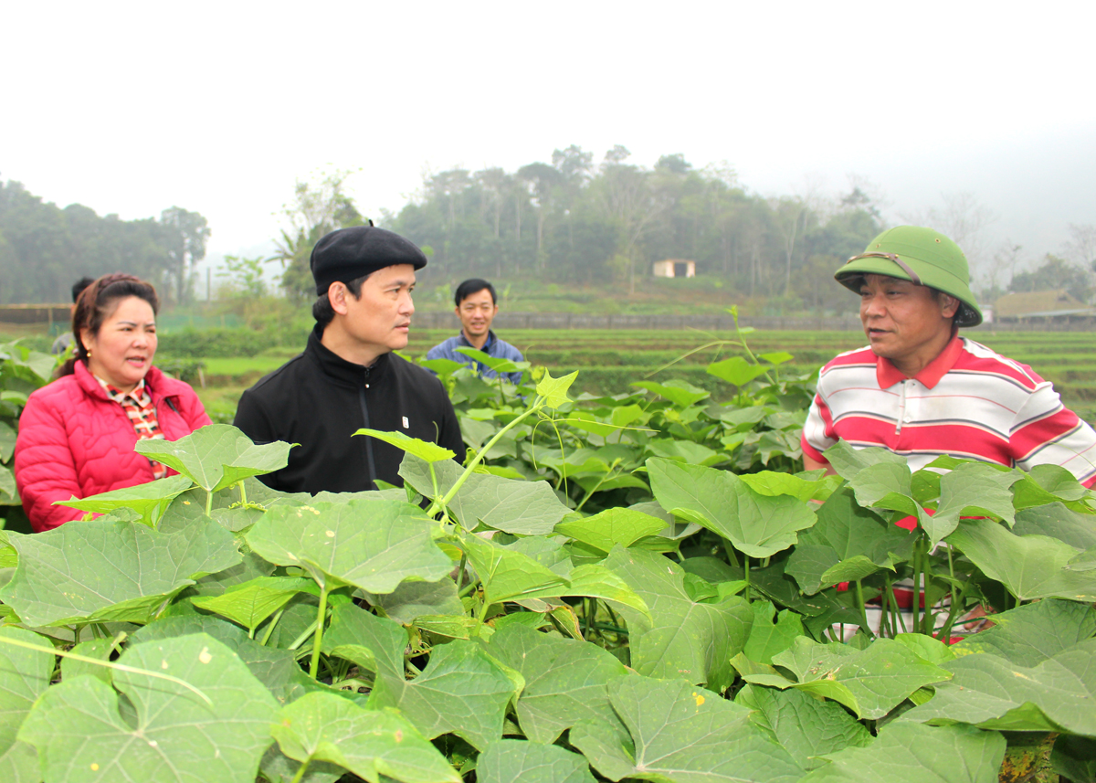  Lãnh đạo huyện thăm mô hình Dân vận khéo trồng Su su của anh Hoàng Văn Dũng (phải) thôn Then, xã Xuân Giang.