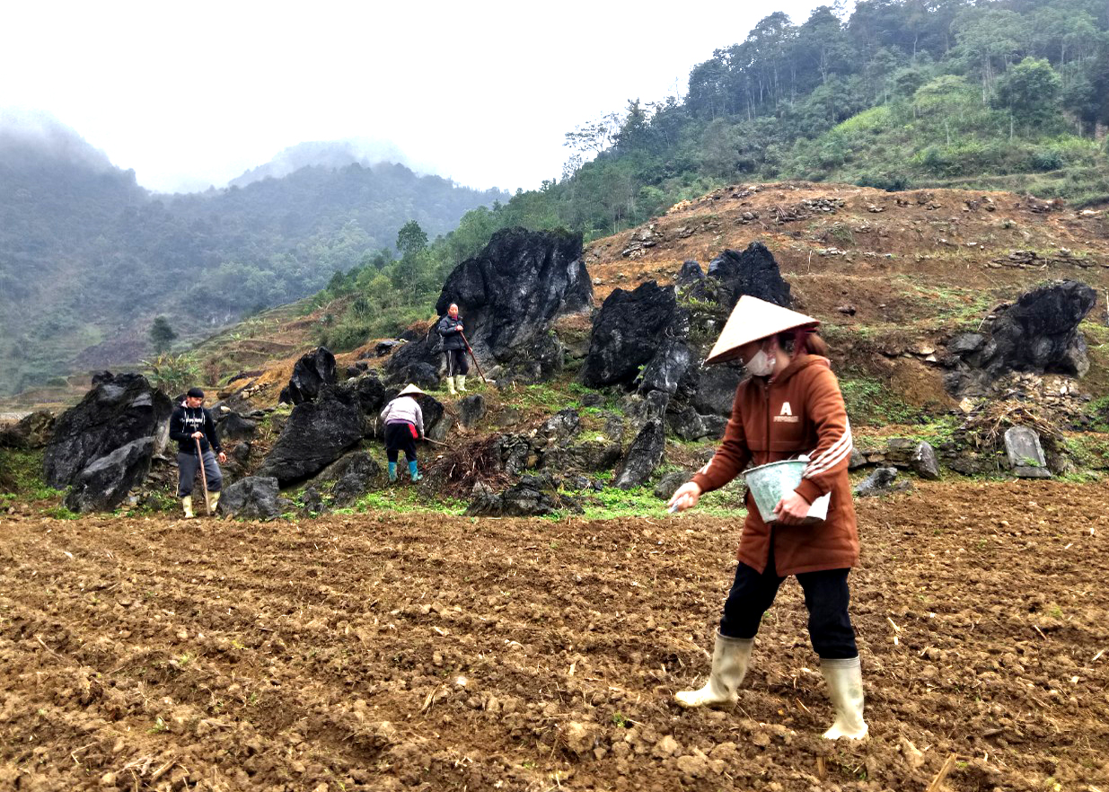 Nhân dân tích cực gieo trồng vụ Xuân - Hè tại thôn Thượng Sơn, thị trấn Tam Sơn.
